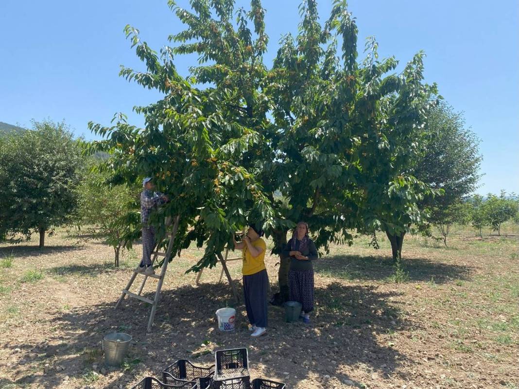 O kentte dağın tepesinde yetişiyor: Kilosu 80 TL! Kan dolaşımını hızlandırıyor, enerji veriyor 10
